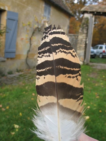 PLUME DE GRANDE OUTARDE